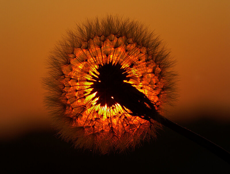 Dandelion in sunset light