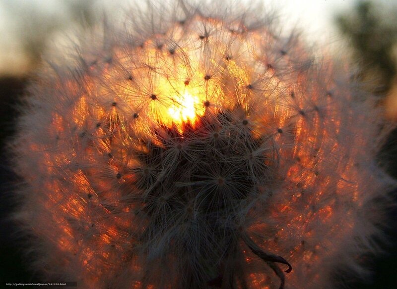 Dandelion in sunset light