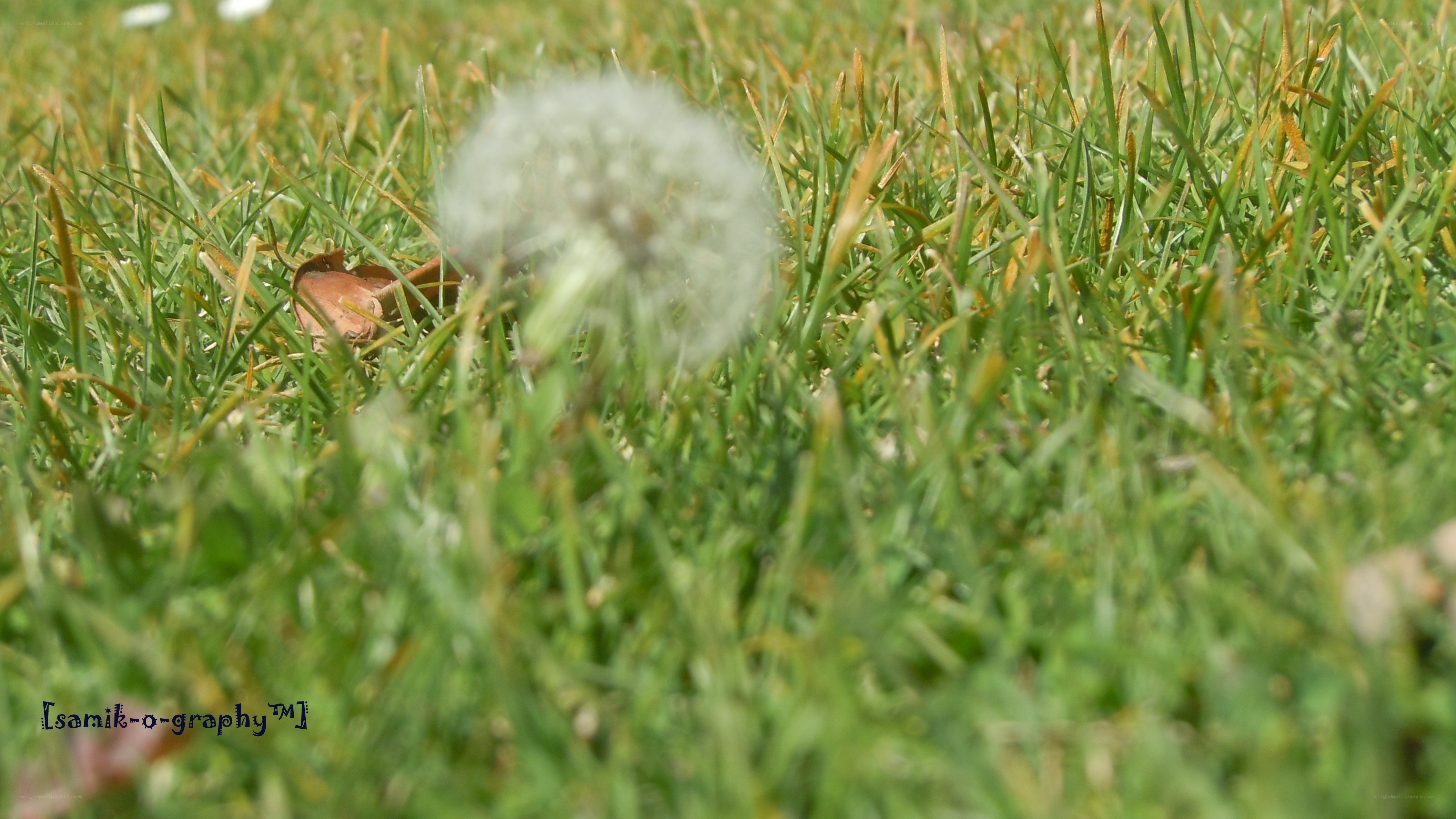 Dandelion in the grass