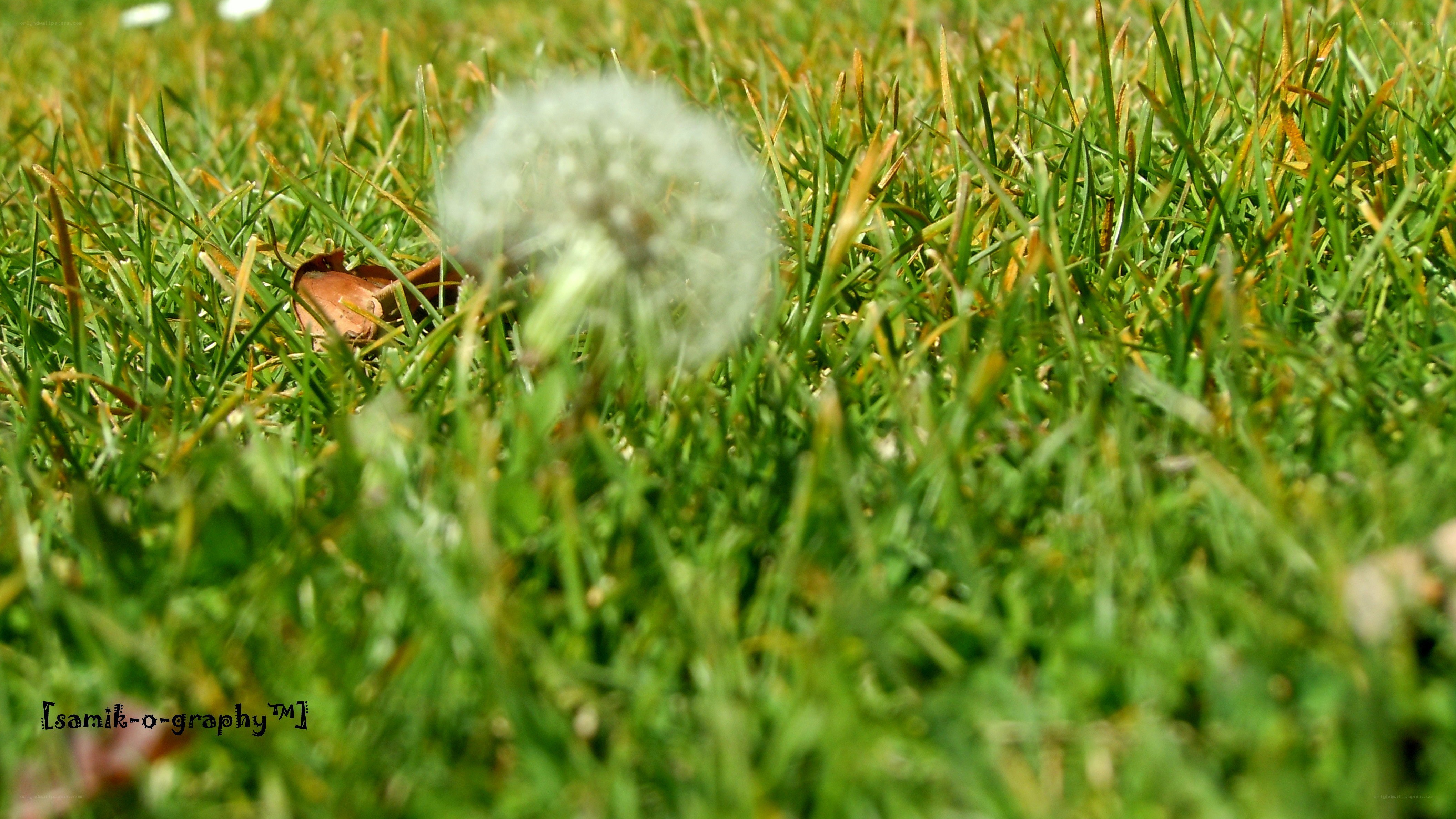 Dandelion in the grass