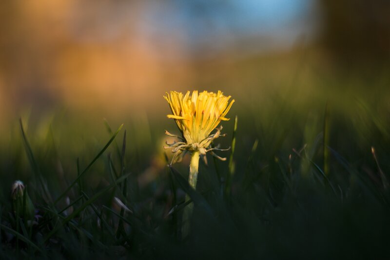 Dandelion in the grass