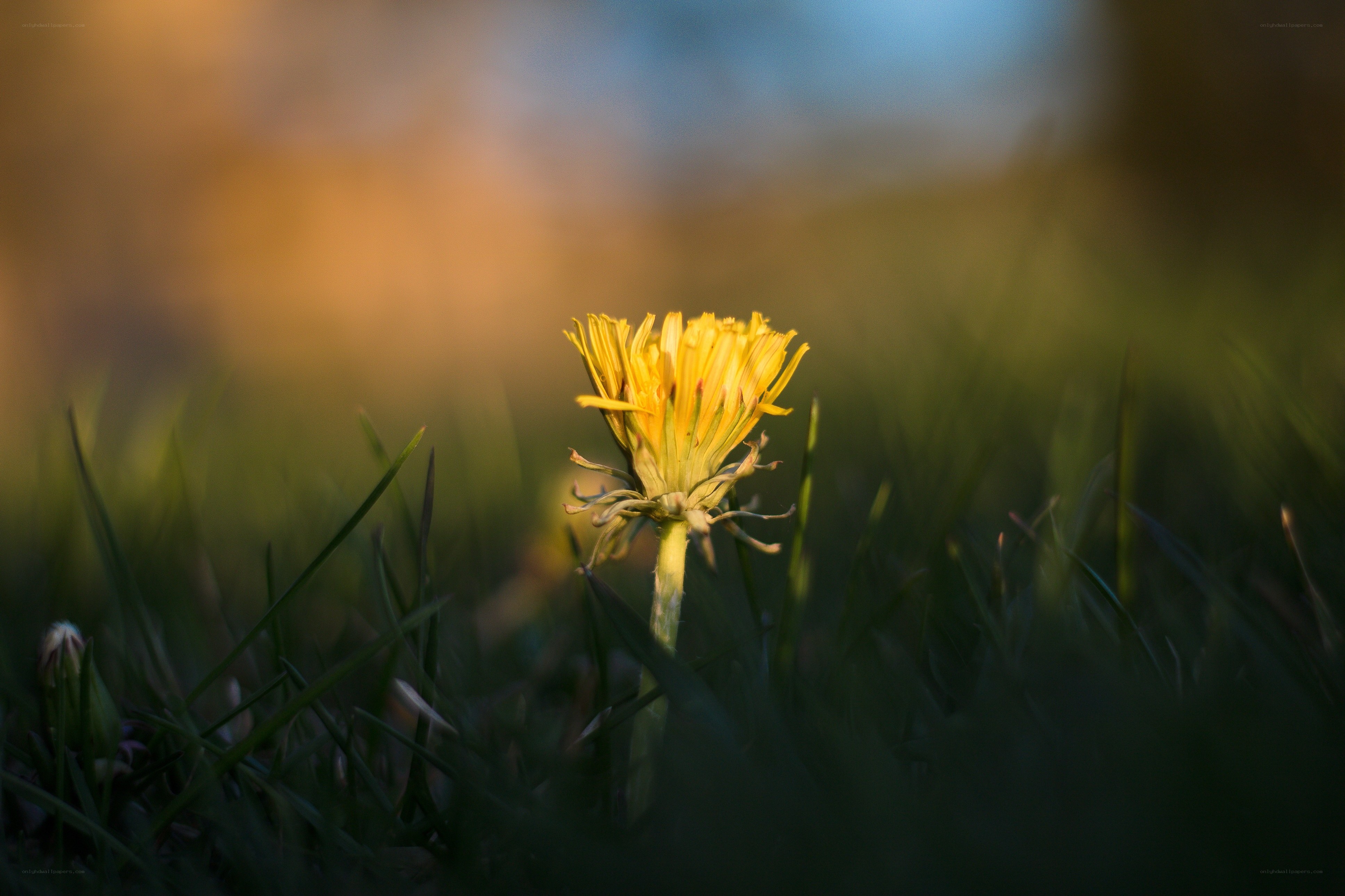 Dandelion in the grass