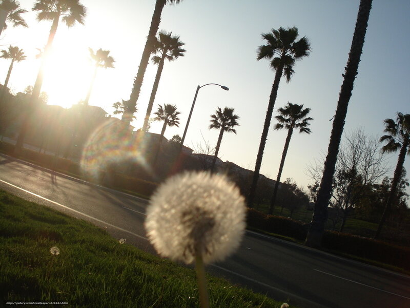 Dandelion in the sun