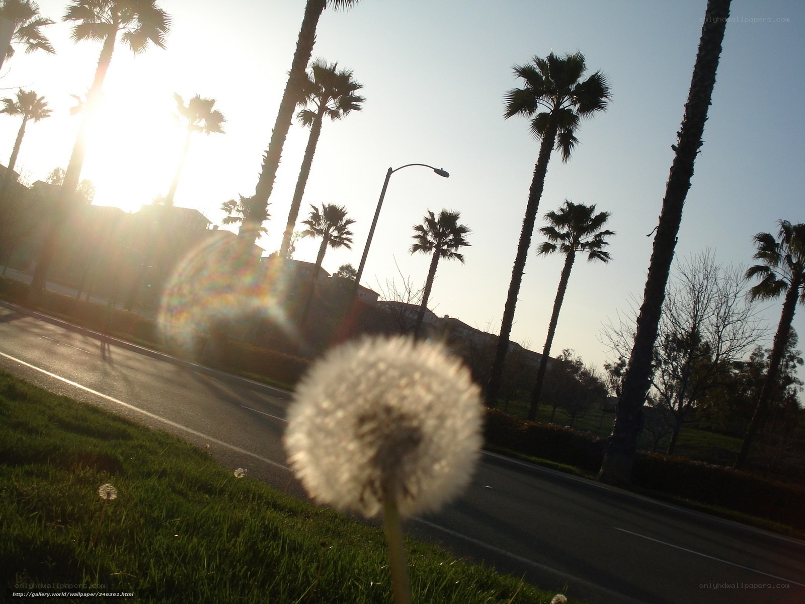 Dandelion in the sun
