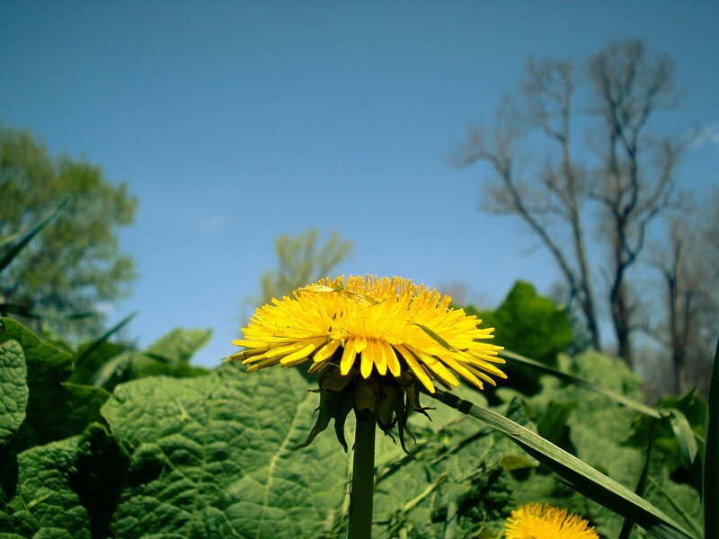 Dandelion in the sunlight