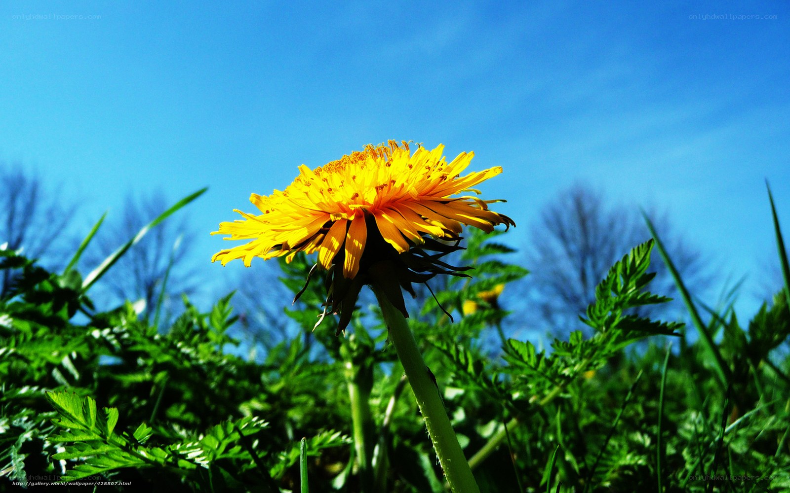 Dandelion in the Sunlight