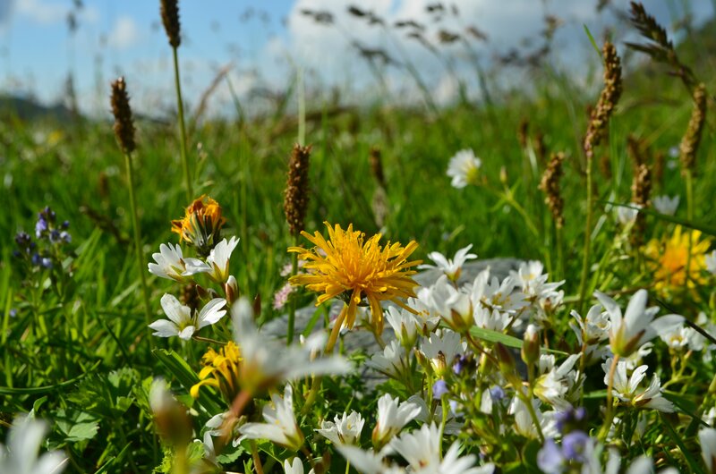 Dandelion in Wildflowers
