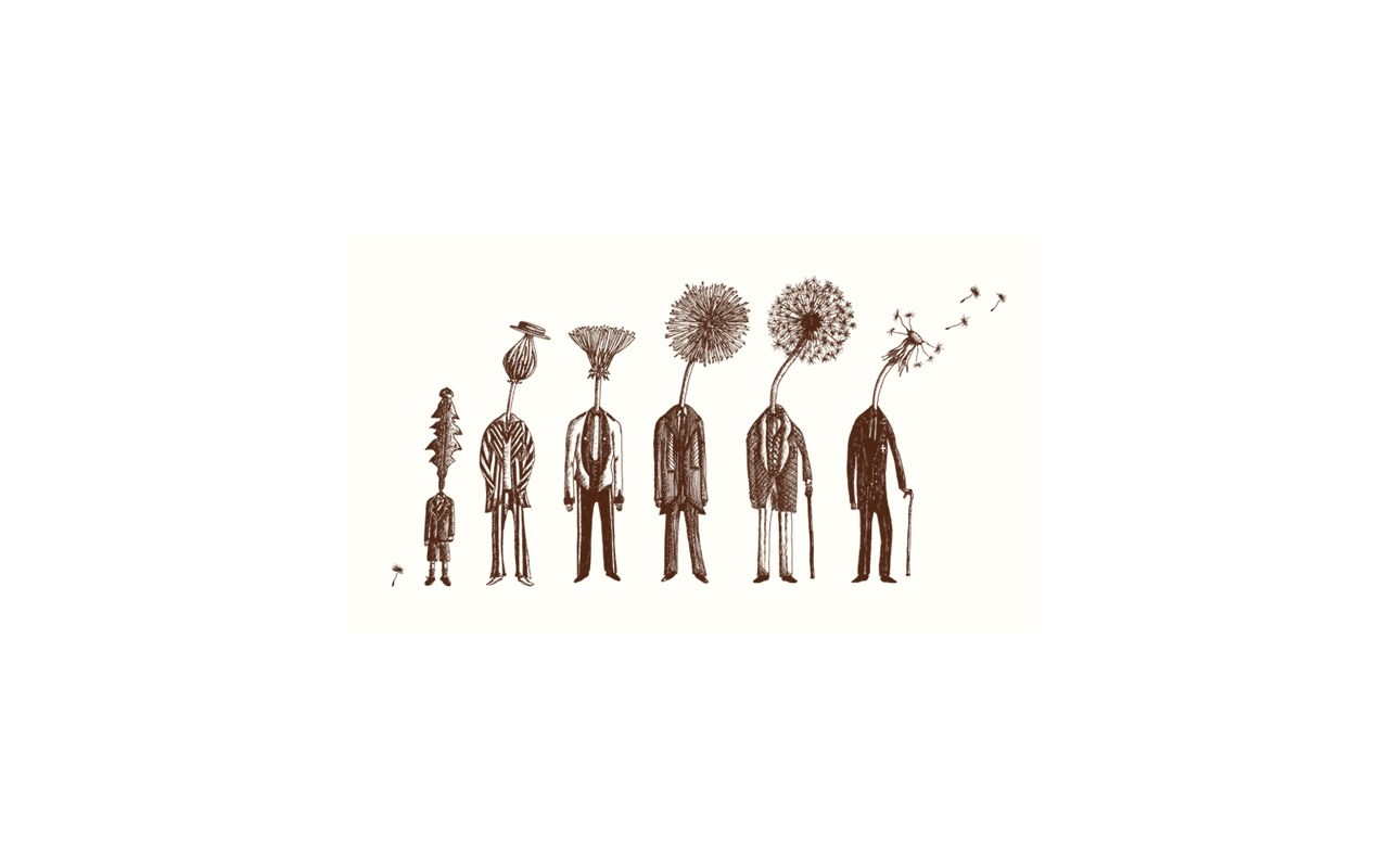 dandelion life cycle illustration