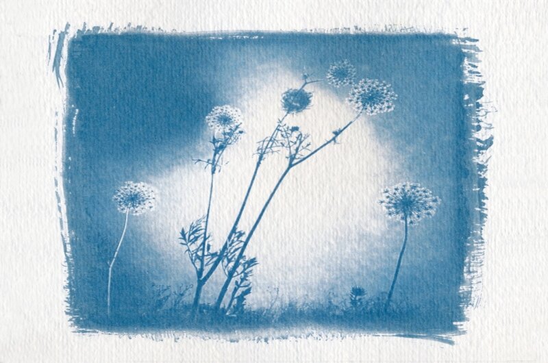 Dandelion-like Flowers — Blue