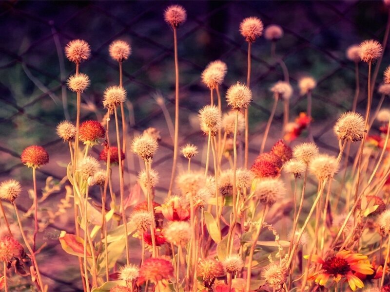 Dandelion-like Flowers
