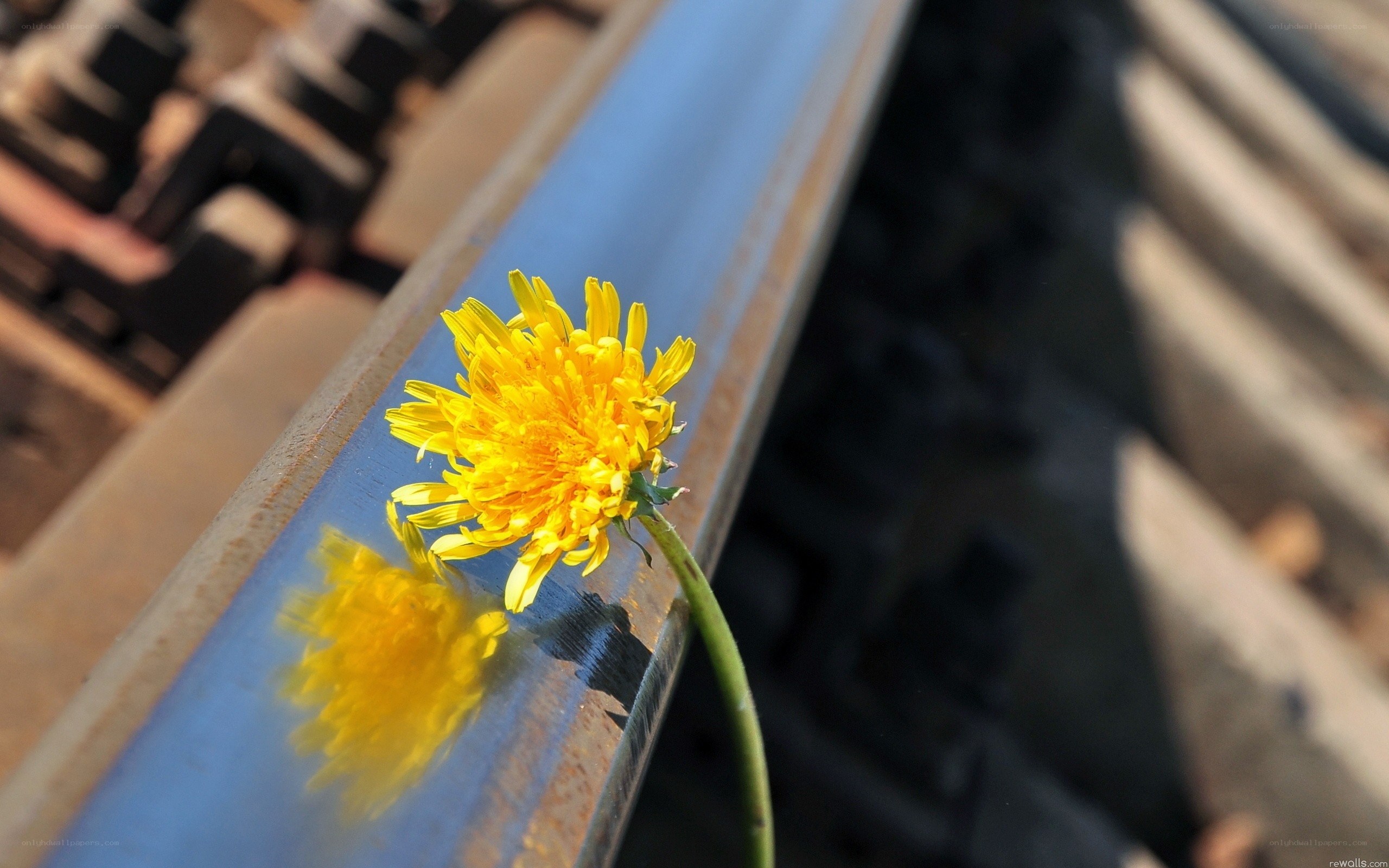 Dandelion on a train track
