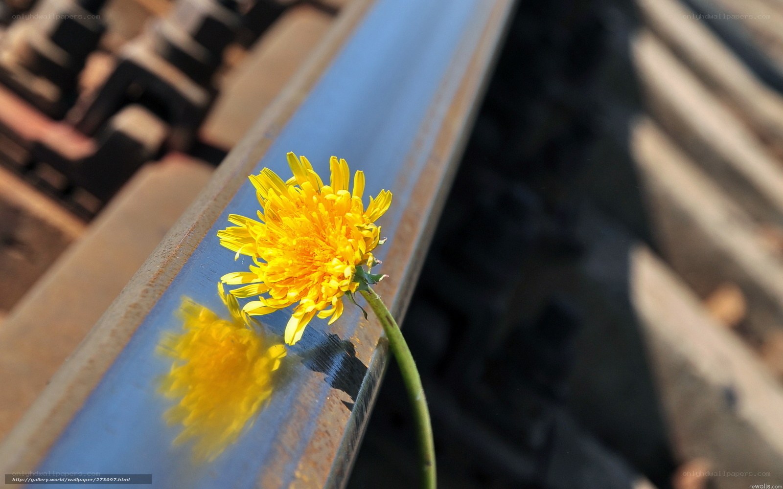 Dandelion on a train track