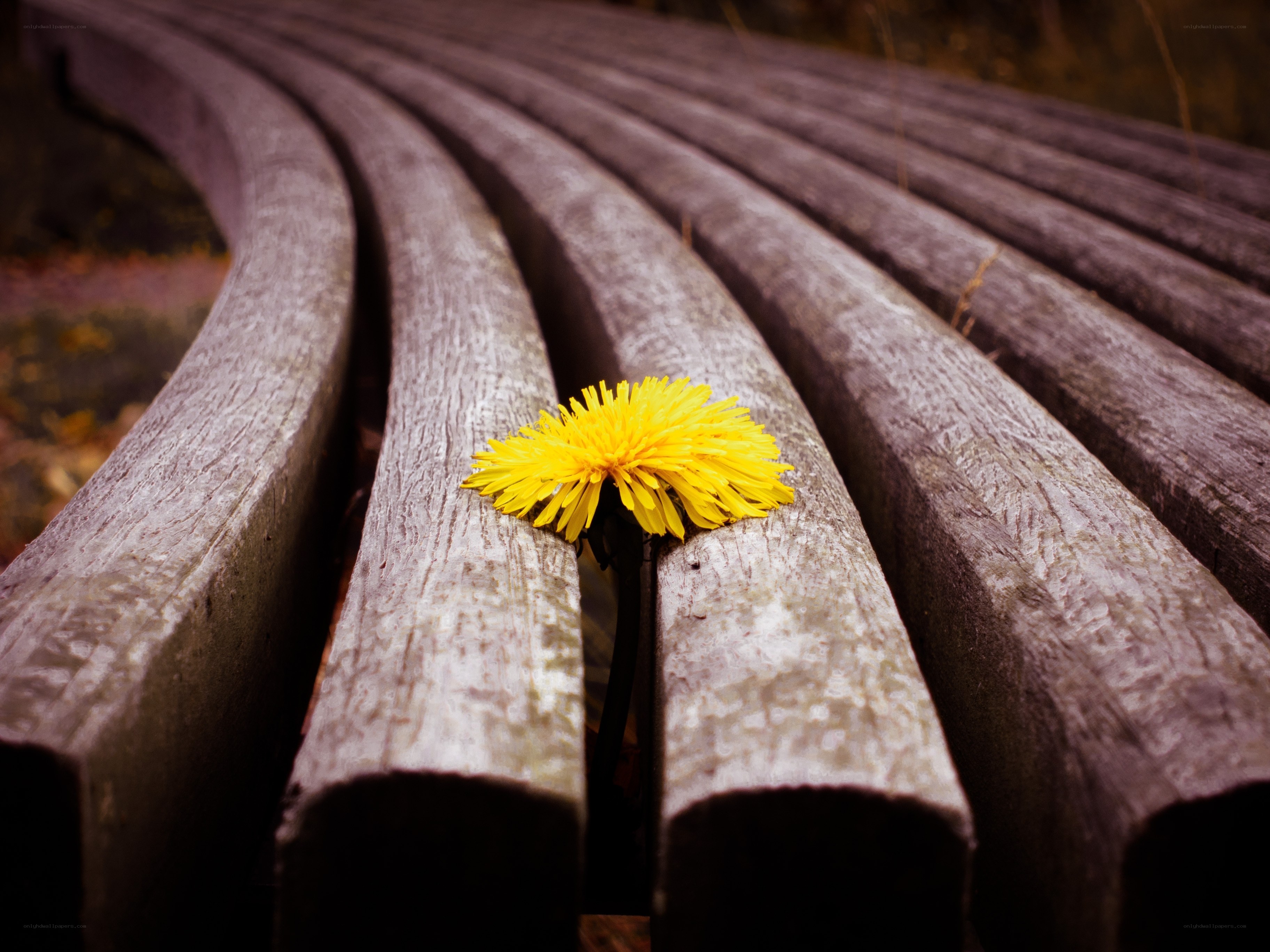 Dandelion on a wooden bench