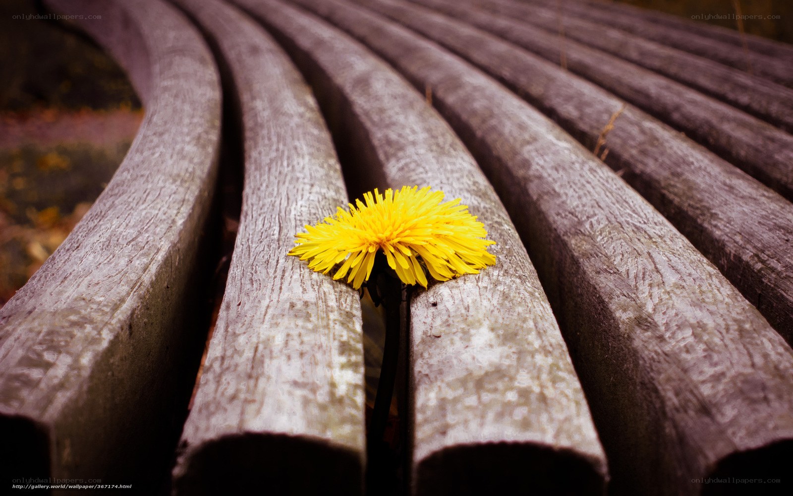 Dandelion on a wooden bench