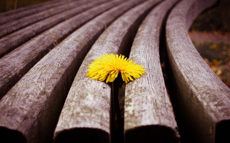 Dandelion on a wooden bench