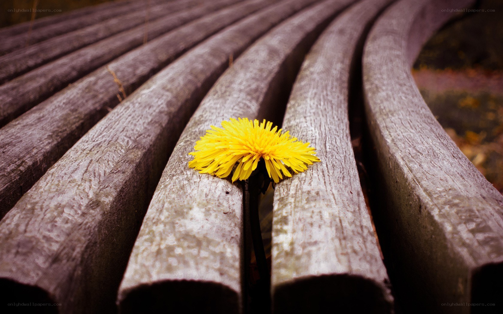 Dandelion on a wooden bench