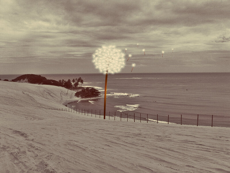 Dandelion on Beach