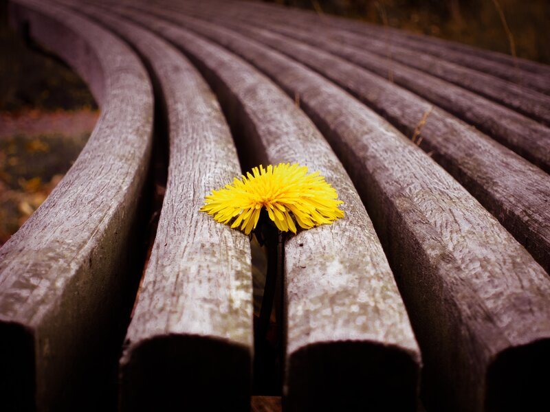 Dandelion on Bench
