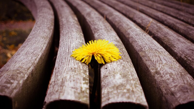Dandelion on Bench — Yellow