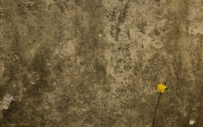Dandelion on Concrete