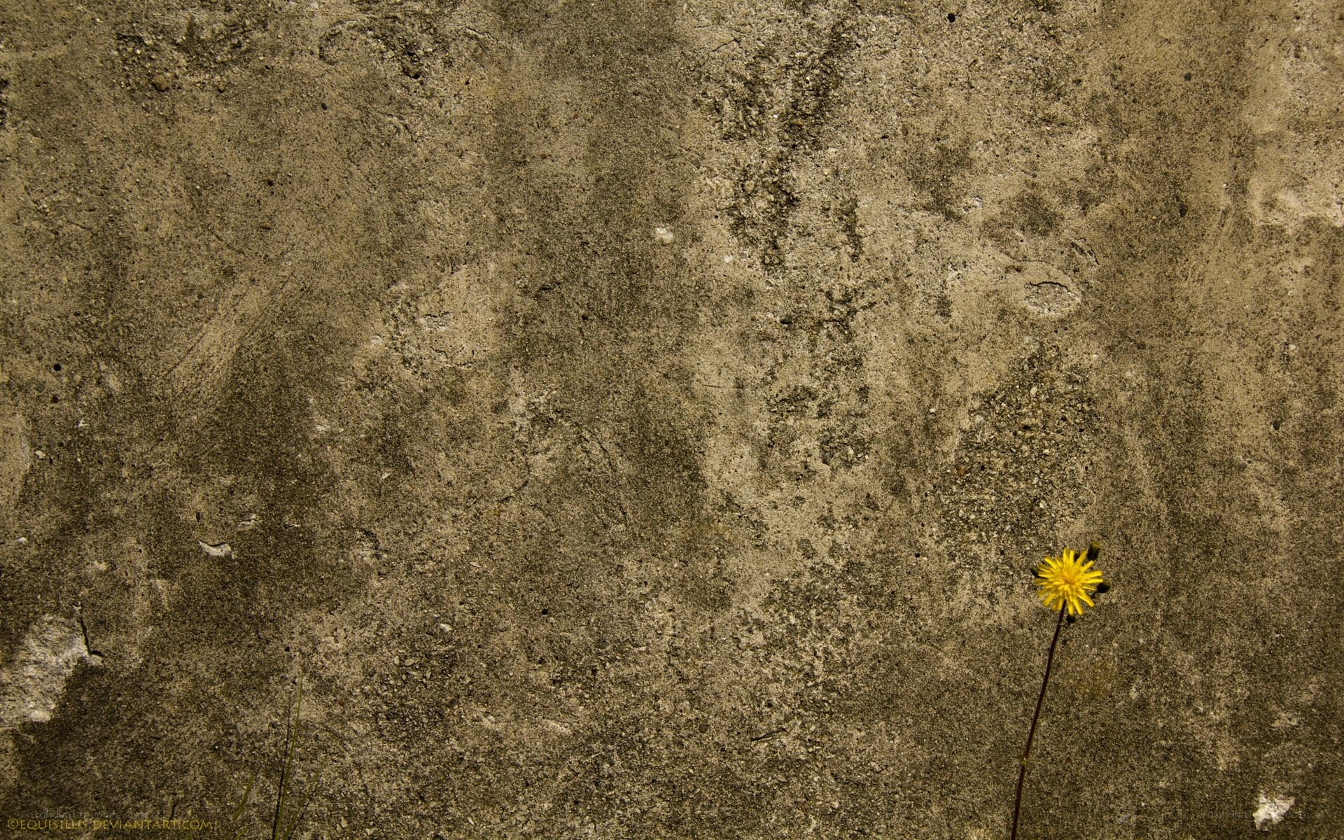 Dandelion on concrete wall