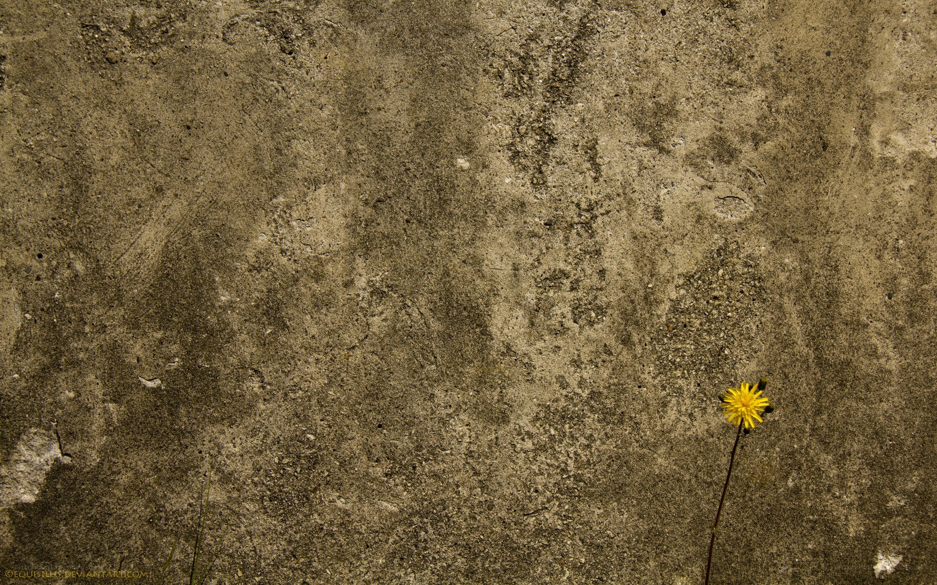 Dandelion on concrete wall