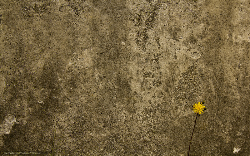 Dandelion on concrete wall