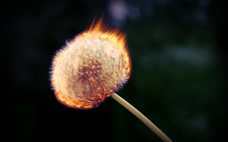 Dandelion on fire