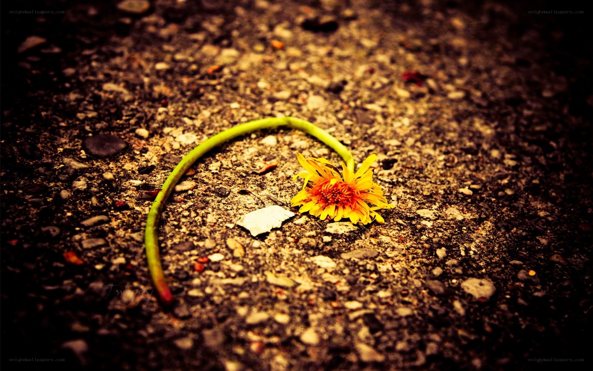 Dandelion on the ground