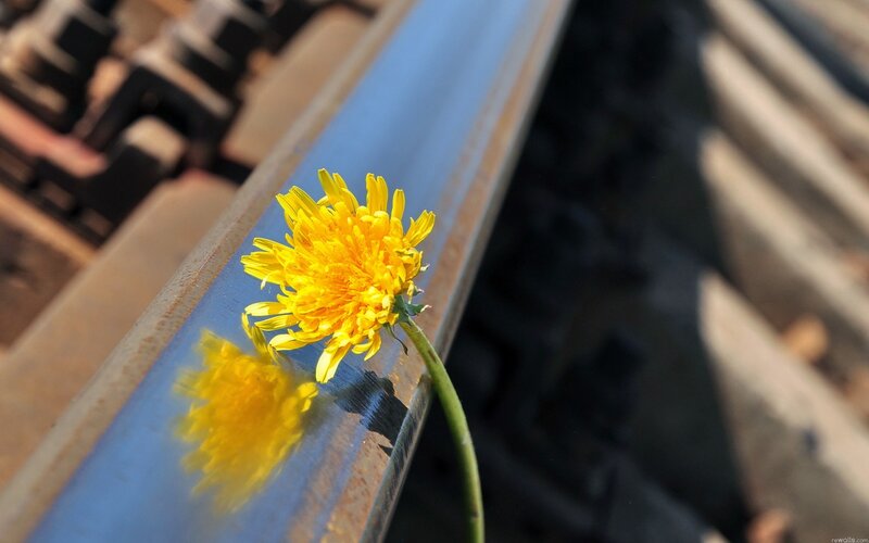 Dandelion on Train Track