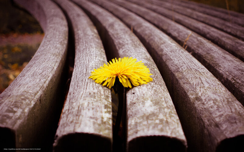 Dandelion on Wooden Bench — Yellow