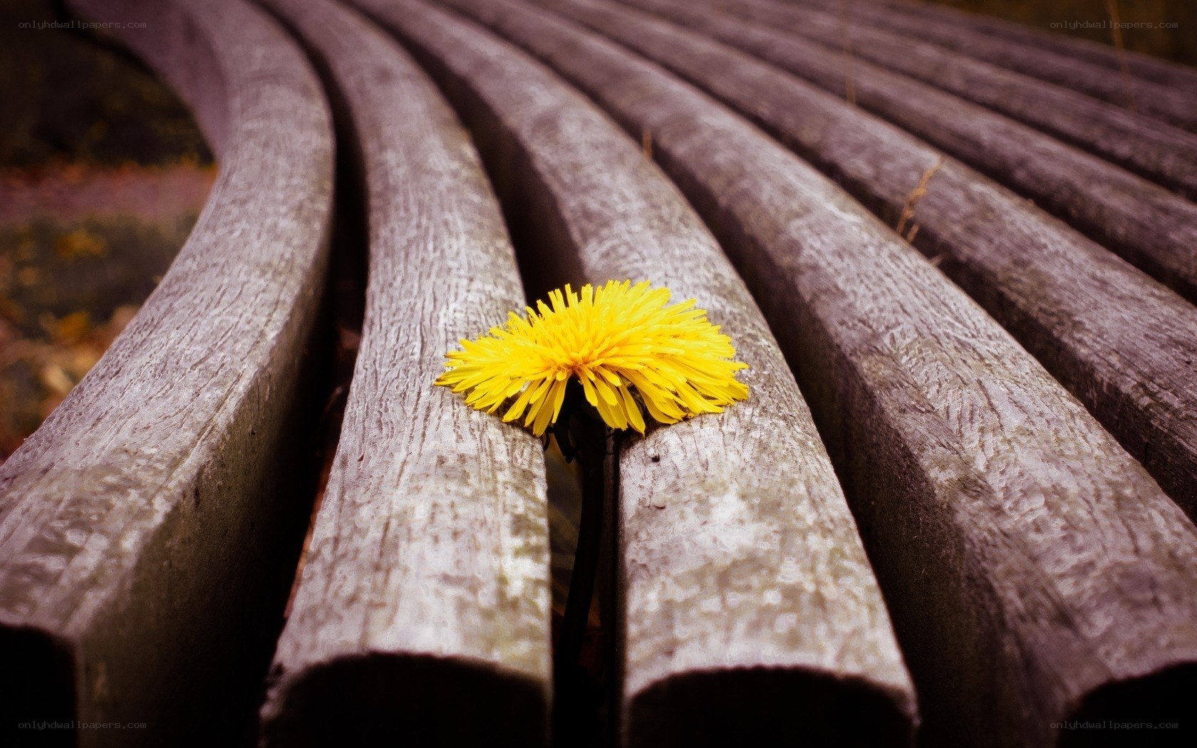Dandelion on wooden bench
