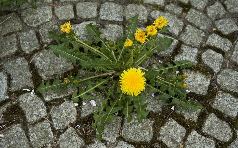 Dandelion Plant on Pavement