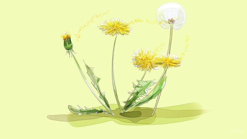Dandelion Plants