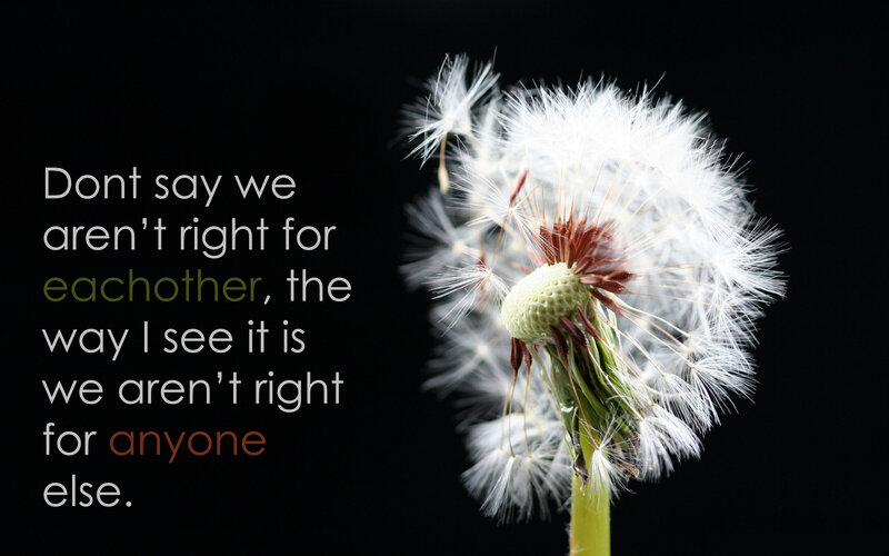 dandelion quote image