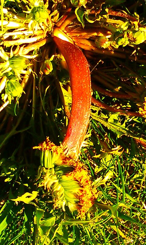 dandelion root in sunlight