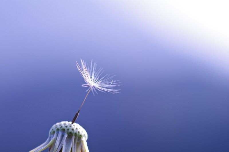 Dandelion seed against blue sky