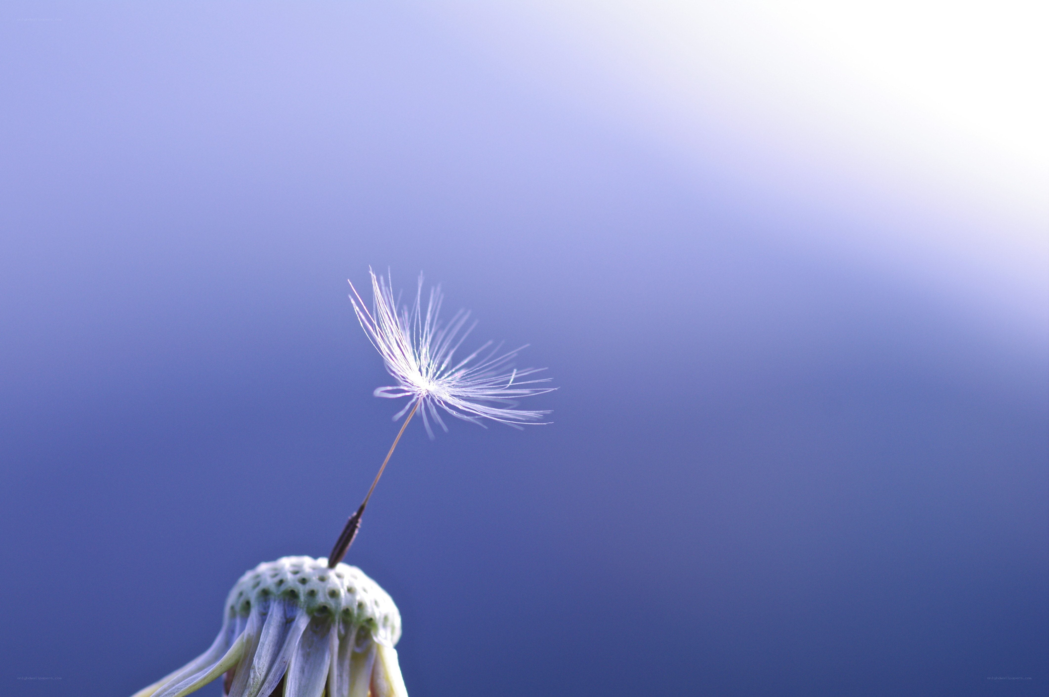 Dandelion seed against blue sky