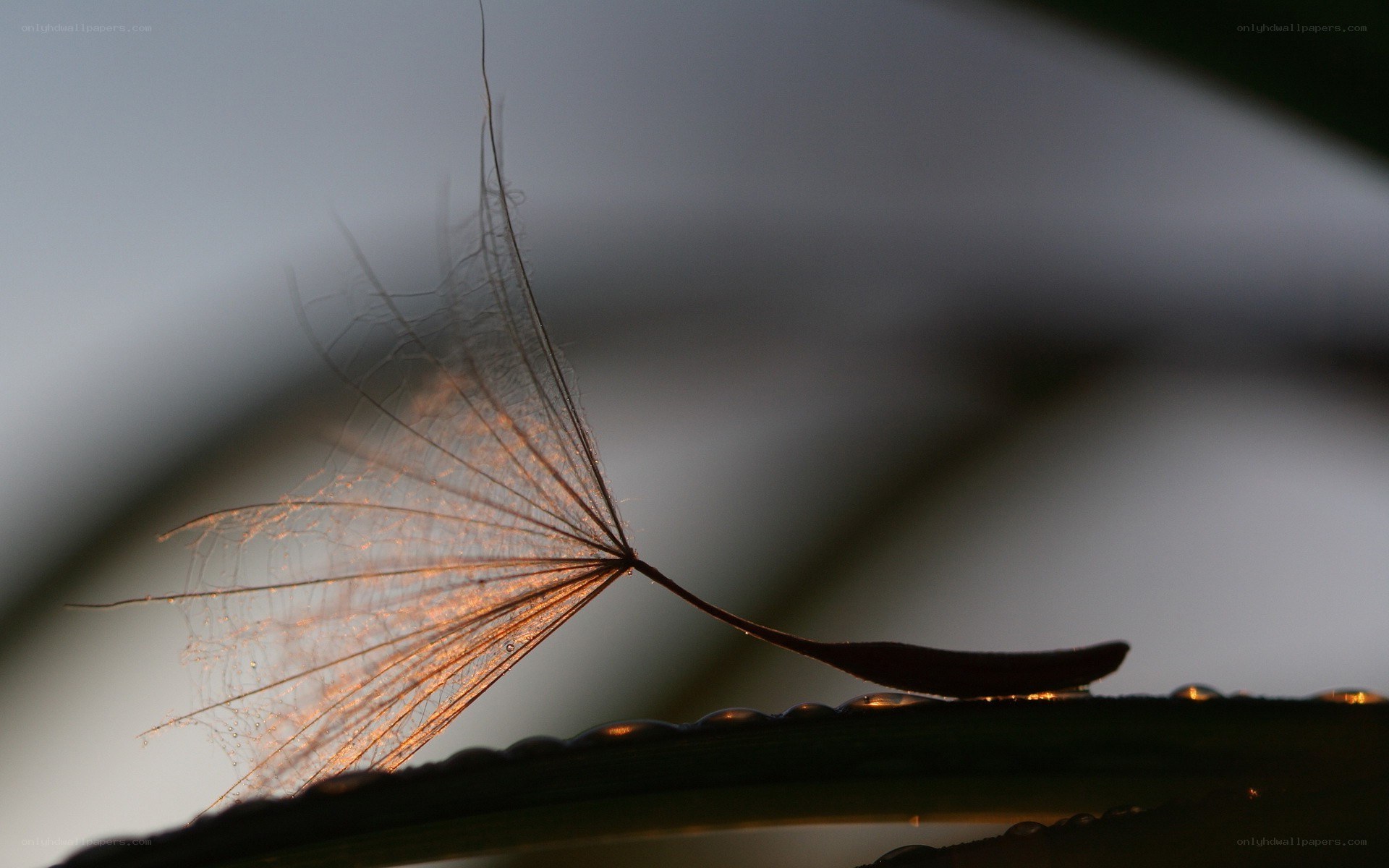 dandelion seed at sunrise