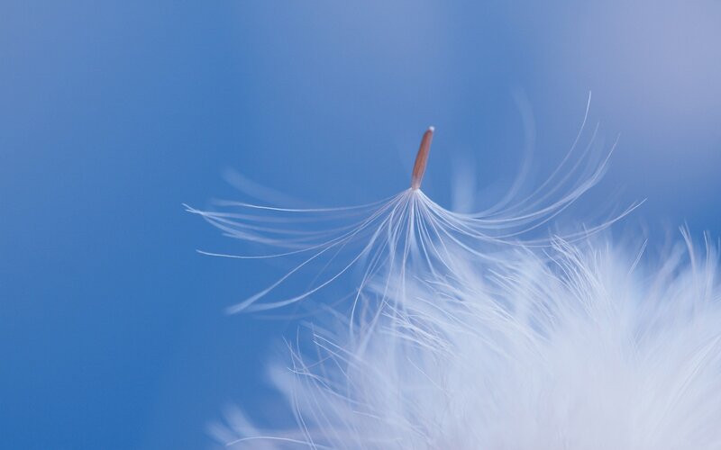 Dandelion Seed — Blue, Serene, Photograph