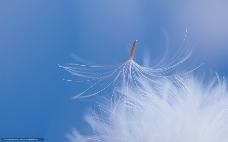 Dandelion Seed — Blue, Serene