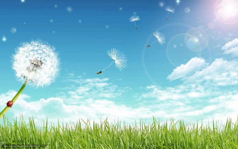 Dandelion Seed Dispersal — Blue, Serene, Afternoon, Photograph, Ladybug, Grass