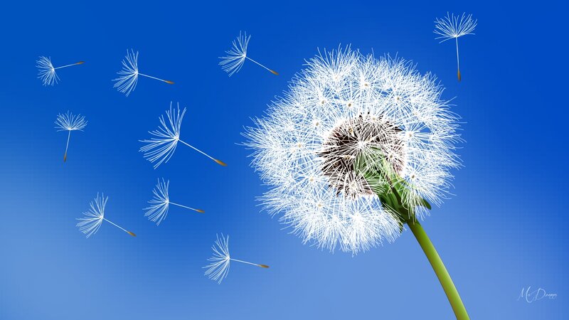 Dandelion Seed Dispersal — Blue, Serene, Afternoon