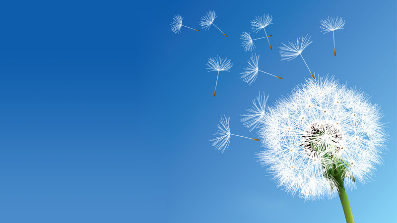 Dandelion Seed Dispersal — Blue, Serene