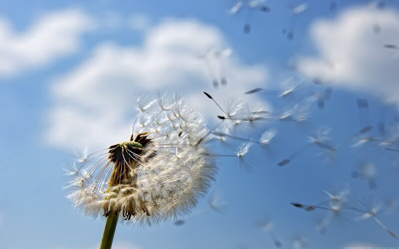 Dandelion Seed Dispersal — Blue