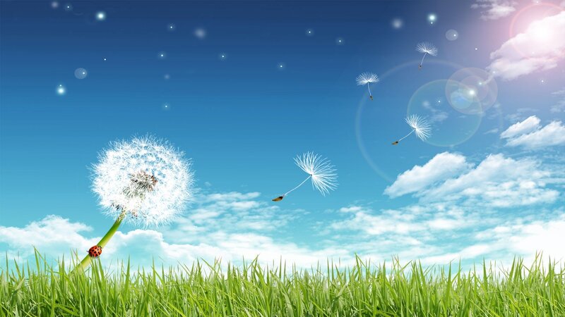 Dandelion Seed Dispersal — Green, Serene, Afternoon