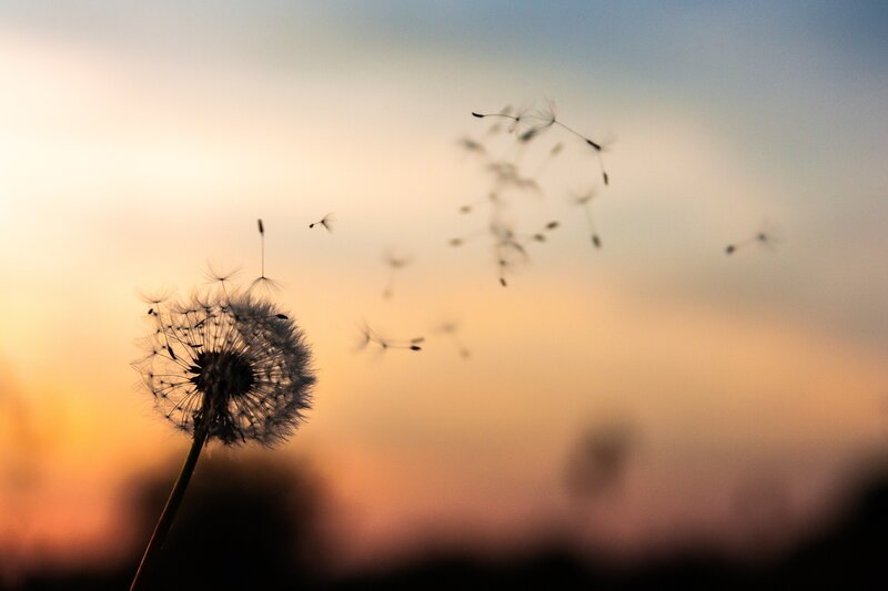 Dandelion Seed Dispersal — Orange