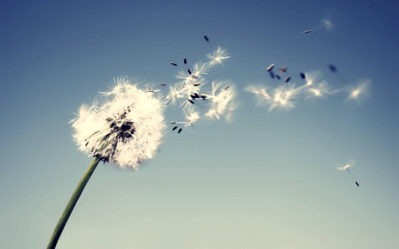 Dandelion Seed Dispersal — White, Serene
