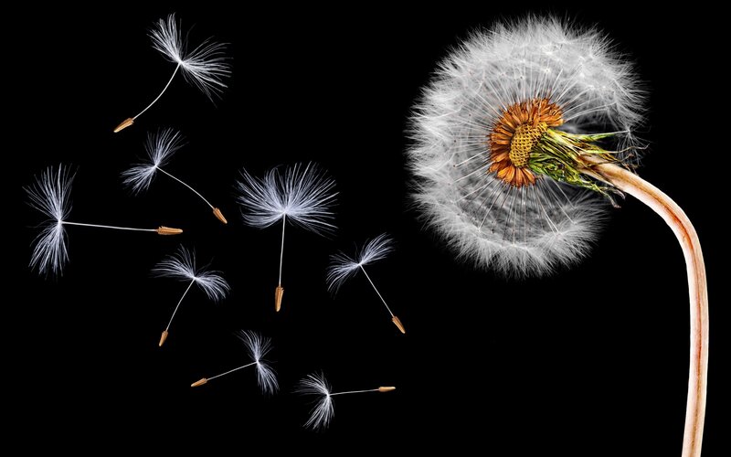Dandelion Seed Dispersal — White