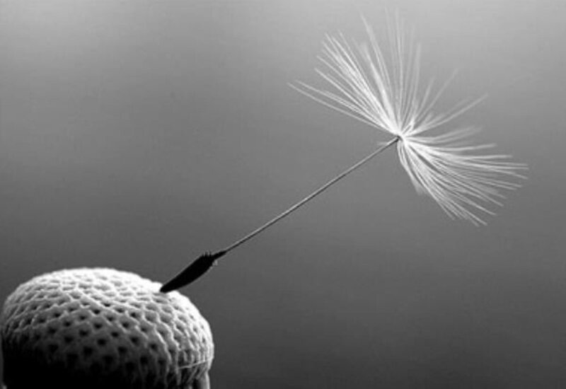 Dandelion Seed Dispersing